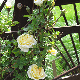 Plant Photo 2