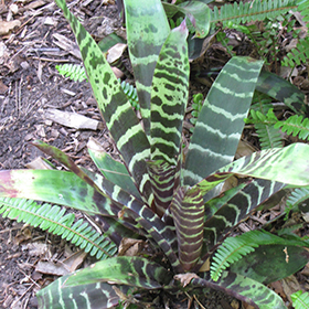 Plant Photo 1