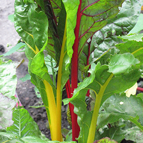 Plant Photo 4