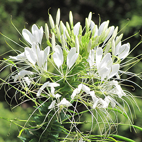 Plant Photo 7