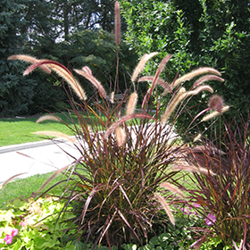 Plant Photo 6