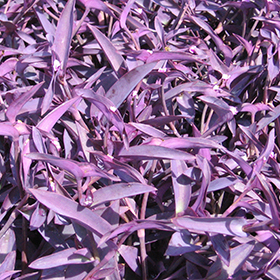 Plant Photo 3