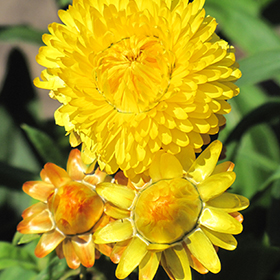 Plant Photo 1