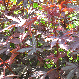 Plant Photo 8