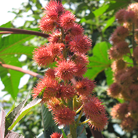 Plant Photo 9