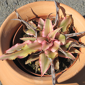 Plant Photo 5