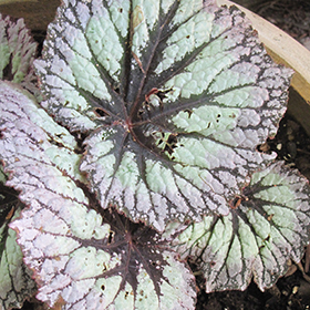 Plant Photo 2