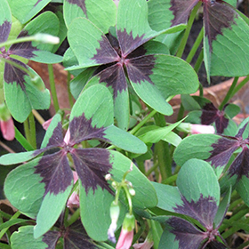 Plant Photo 1