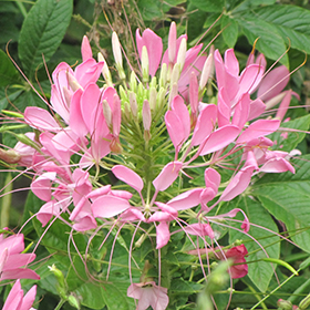 Plant Photo 5