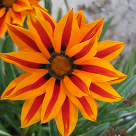 Plant Photo 10