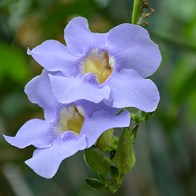 Plant Photo 3