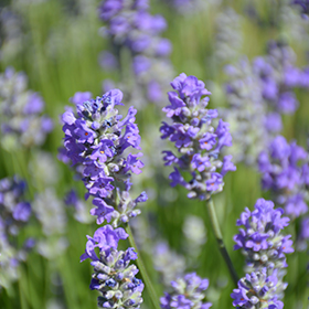 Plant Photo 4