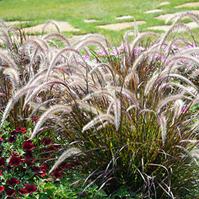 Plant Photo 5