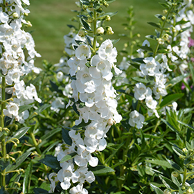 Plant Photo 6