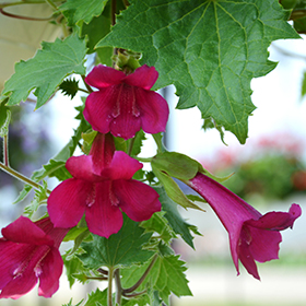 Plant Photo 9