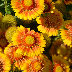 Plant Photo 8