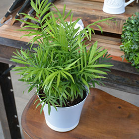 Plant Photo 7