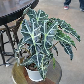 Plant Photo 4