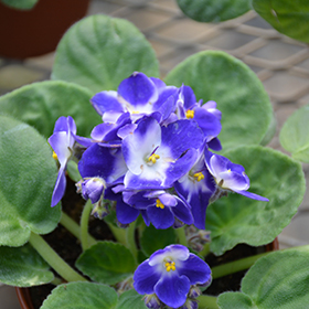 Plant Photo 10