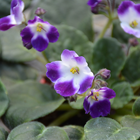 Plant Photo 9