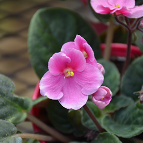 Plant Photo 7