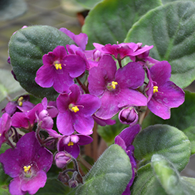 Plant Photo 8