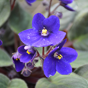 Plant Photo 6