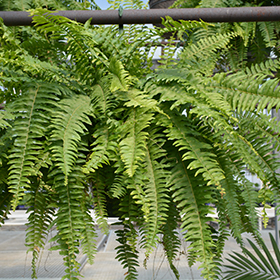 Plant Photo 6