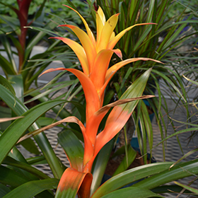 Plant Photo 5
