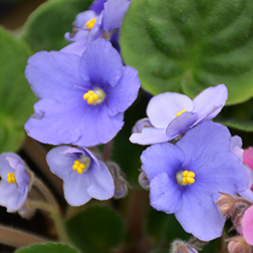 Plant Photo 1