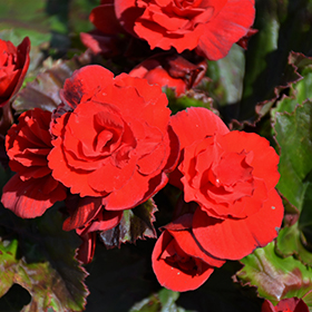 Plant Photo 7