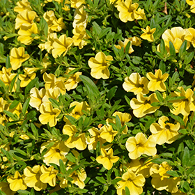 Plant Photo 6