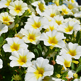 Plant Photo 4