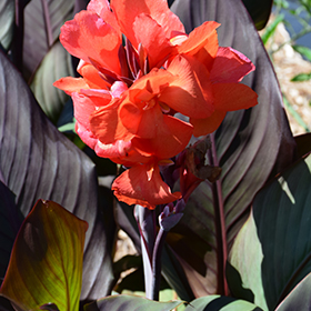 Plant Photo 3