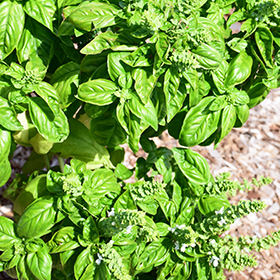Plant Photo 4