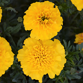 Plant Photo 2