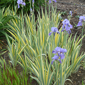 Plant Photo 4