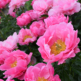 Plant Photo 6