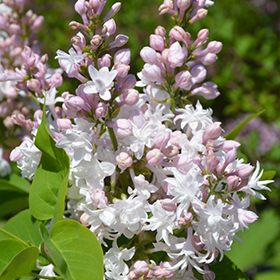 Plant Photo 7