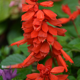 Plant Photo 6