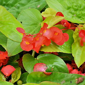 Plant Photo 3