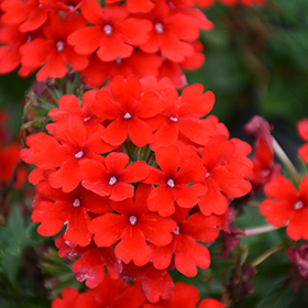 Plant Photo 4