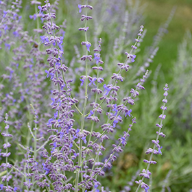 Plant Photo 6