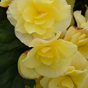 Plant Photo 9