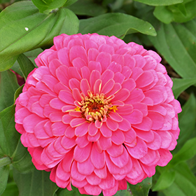 Plant Photo 2