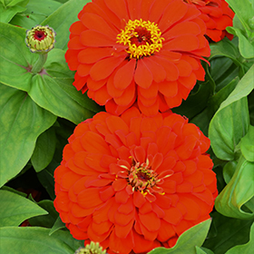 Plant Photo 3