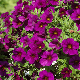 Plant Photo 8