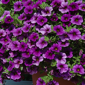Plant Photo 3