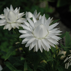 Plant Photo 10