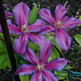 Plant Photo 1